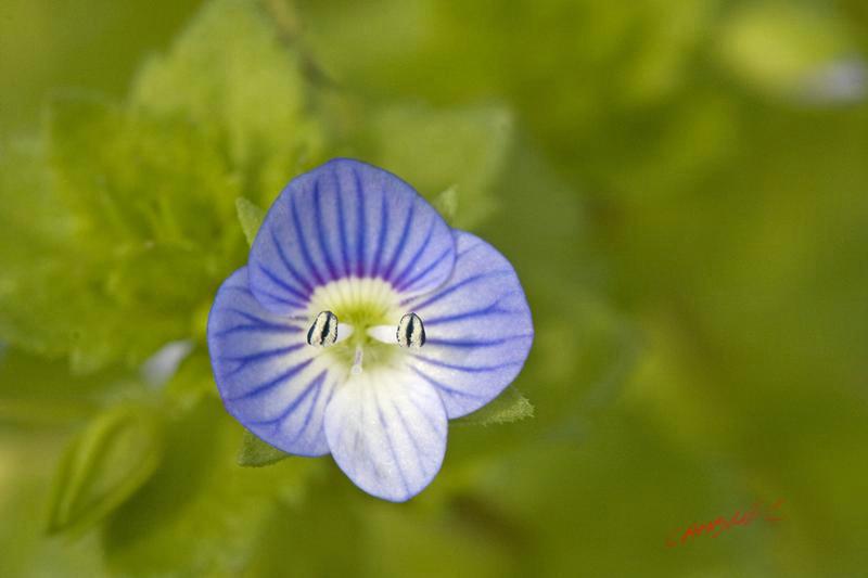 Cjp_2009_04_12_105643 (1).jpg